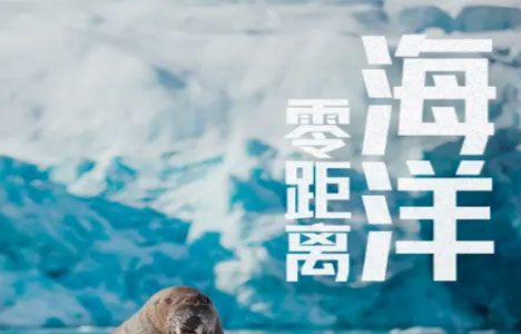 纪录片《海洋零距离》全5集英语中英双字1080P